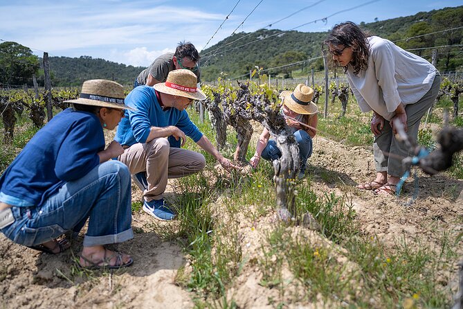 Small-Group Half-Day Languedoc Pic Saint-Loup Wine Tour from Montpellier - Price and Value: What $107.40 Actually Buys You
