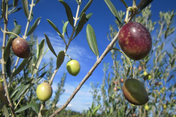 Small-Group Half-Day Languedoc Wine and Olive Tour from Montpellier - Meeting point, 9:00 am pickup, and how to not waste time