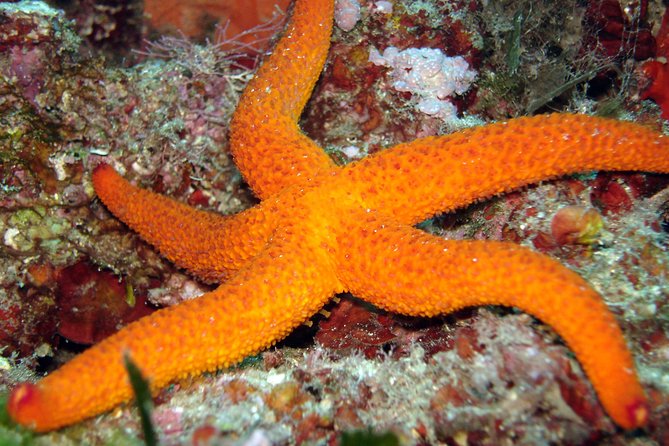 Snorkeling - By boat on site in the Bay of Cannes or Estérel - Key points that matter before you go