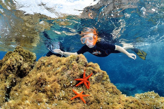 Snorkeling - By boat on site in the Bay of Cannes or Estérel - Snorkeling by boat from Cannes: the feel of the day