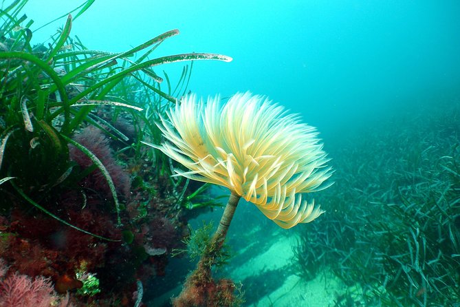Snorkeling - By boat on site in the Bay of Cannes or Estérel - Equipment quality and comfort, from wetsuit fit to mask time