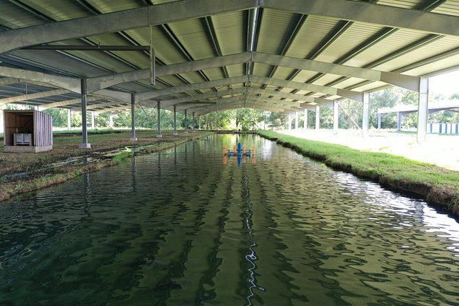 Sturgeon Fish-Farm Visit and Caviar Discovery Tasting in Neuvic - Entering the farm: seeing sturgeon up close