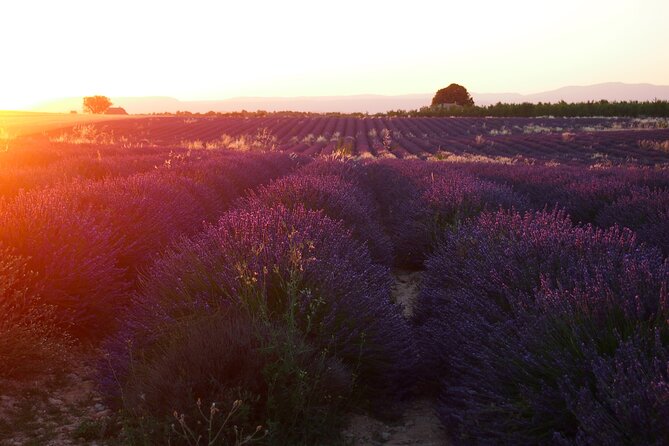 Sunset Lavender Tour in Valensole with pickup from Marseille - Price and value from Marseille: is it worth $138?