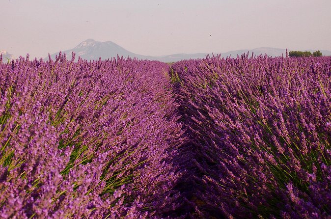 Sunset Lavender Tour in Valensole with pickup from Marseille - Who this tour suits best, and who should skip it