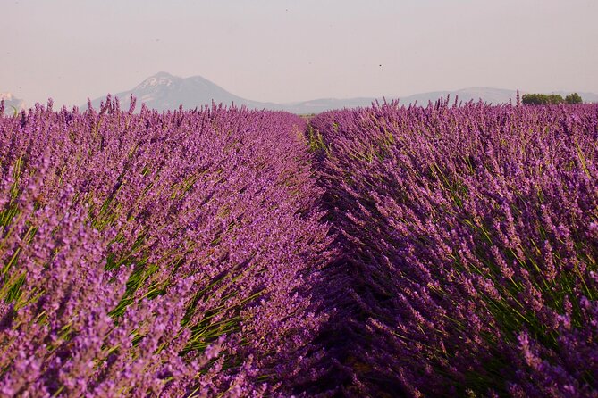 Sunset Lavender Tour in Valensole with pickup from Marseille - Valensole village stop: coffee, shopping, and a quick taste of local life