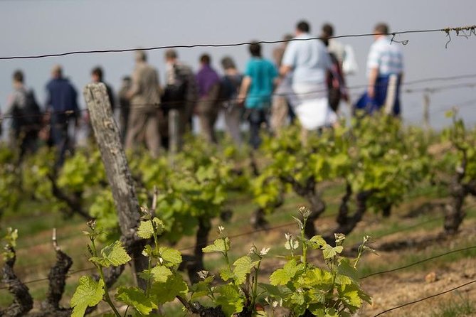 Tour of a Vineyard, Winery & Cellar with Wine Tasting in Vouvray, Loire Valley - Key things to know before you go