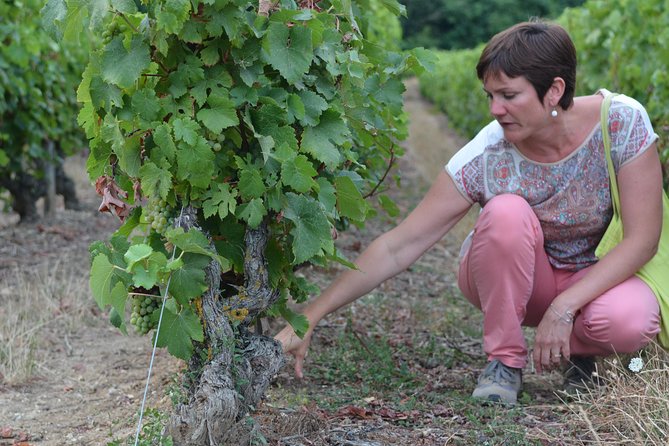Tour of a Vineyard, Winery & Cellar with Wine Tasting in Vouvray, Loire Valley - Winery tour and the rock-hewn cellar experience