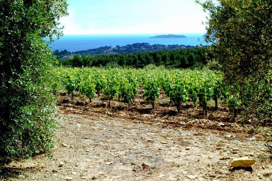 Visit the vineyards and discover Bandol wines - The estate visit inside a real Bandol winery