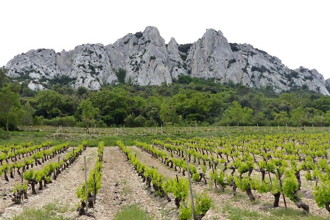 Wine Tasting Tour at Châteauneuf du Pape - No Lunch Included, So Plan Like a Grown-Up