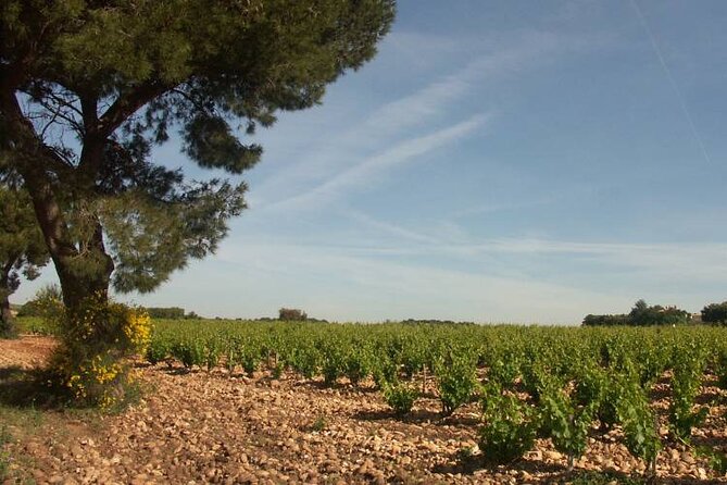 Wine Tasting Tour at Châteauneuf du Pape - Meeting in Avignon, Then Moving Out at 2:30 pm